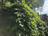 Cerasee (Bitter Melon Leaf)