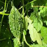 Cerasee (Bitter Melon Leaf)