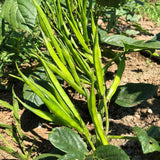 Guar (Indian Cluster Bean)