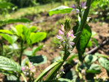 Guar (Indian Cluster Bean)