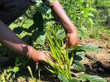 Guar (Indian Cluster Bean)