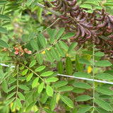 Añil (Indigo)