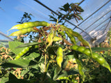 Green Pigeon Pea (Northern Adapted)