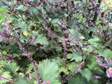 Hojiso Shiso