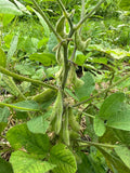 Midori Giant Edamame
