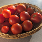 Al Kuffa Tomato (Iraq)