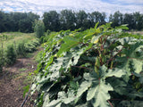 Alabama Red Okra