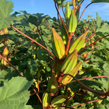 Alabama Red Okra