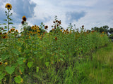 Autumn Beauty Sunflower
