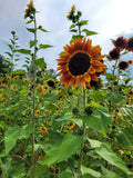 Autumn Beauty Sunflower