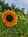Autumn Beauty Sunflower
