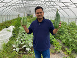 Sobuz Bangun (Bangladeshi Green Eggplant)