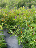 Karenni Chili