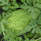 Ali Baba Watermelon (Iraq)