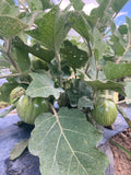 Sobuz Bangun (Bangladeshi Green Eggplant)