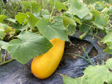 Bangladeshi Sosa Cucumber