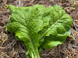 Yanagawa Takana Mustard