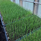 Tareh (Persian Leek)