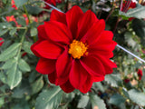Cocoxochitl (Culinary Dahlias)