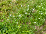 Rashad - Iraqi Cress