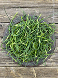 Moghadam Rocambole Garlic Bulbs