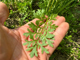 Rashad - Iraqi Cress