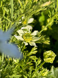 Kalonji (Black Seed/Nigella)