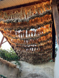Moghadam Rocambole Garlic Bulbs