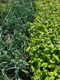 Tareh (Persian Leek)