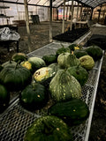 Jamaican Pumpkin