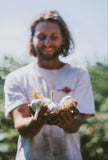 Moghadam Rocambole Garlic Bulbs