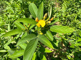 Green Pigeon Pea (Northern Adapted)