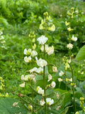 Avarakkai (Green Hyacinth Bean)