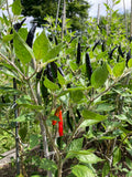 Wilson's Vietnamese Devil Pepper