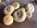 Wonnegold Turnip