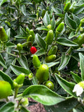 Chile Chiltepin (Chile Tepin)