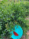 Chile Chiltepin (Chile Tepin)