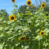 Golden Skytop Sunflower Mix