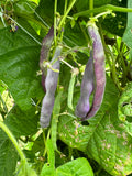 Poverella Bean