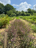 Tulsi, Krishna