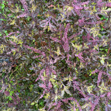 Tulsi, Krishna