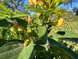 Green Pigeon Pea (Northern Adapted)