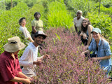 Tulsi, Krishna