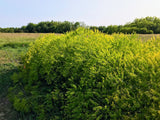 Woad