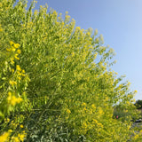 Woad