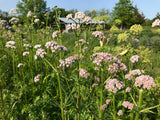 Valerian