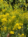 Woad