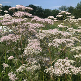 Valerian