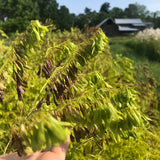 Woad