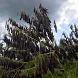 Woad